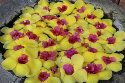 Arranjo de flores