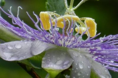 Eine Blume und Regentropfen