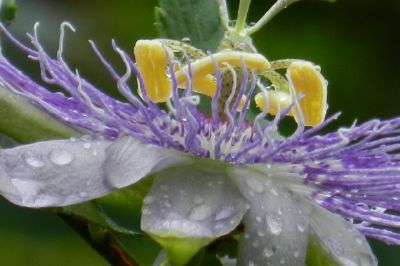 Una flor y gotas de lluvia