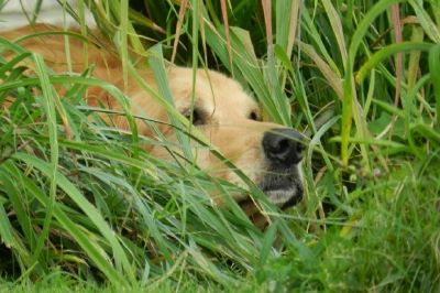 Ein Golden Retriever versteckt sich