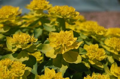 Yellow flowers