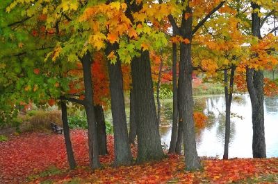 Herbstszene