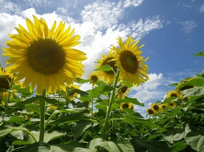 Flores al sol