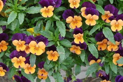 Violas de colores