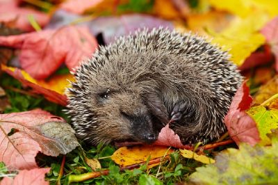 Sleeping hedgehog