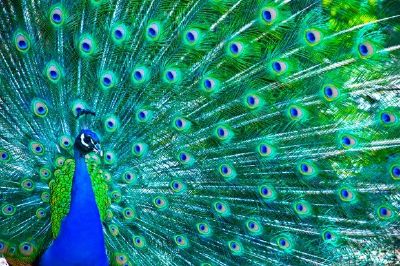 A Peacock