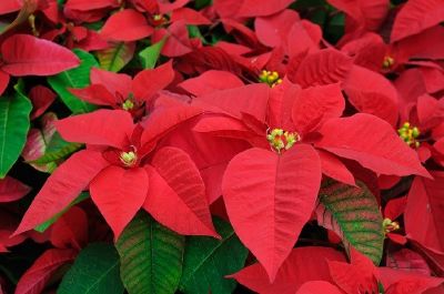 Red Poinsettia flowers jigsaw puzzle