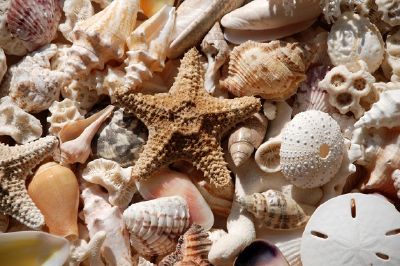 Seashells