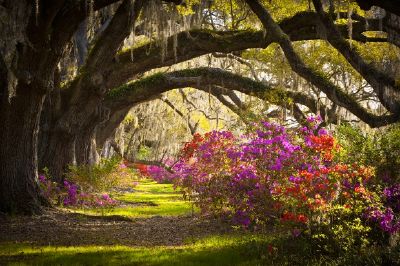 Azalea muschio spagnolo