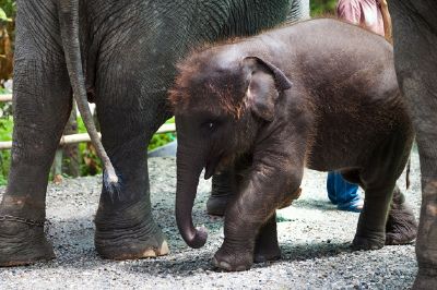 Um bebê elefante