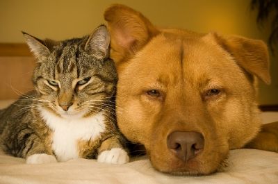 Chat et chien