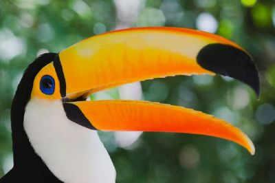 A Toucan jigsaw puzzle