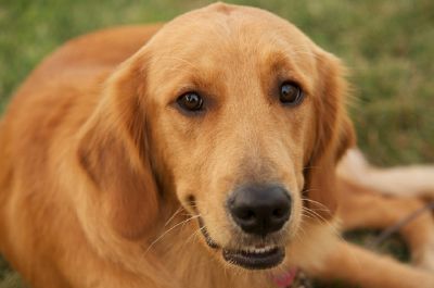 Golden Retriever