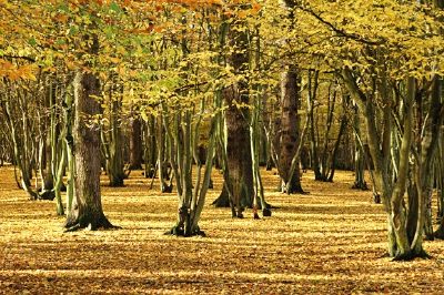 Bosque