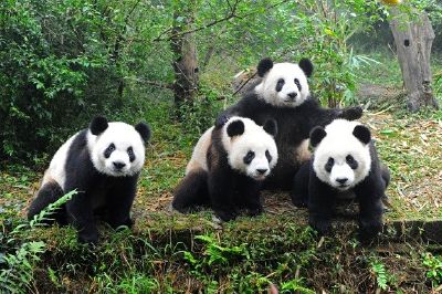 Pandas