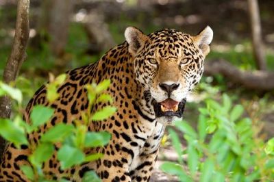 Um jaguar