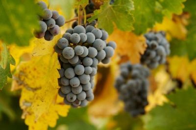 Wine Grapes jigsaw puzzle
