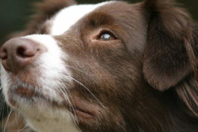 茶色の犬