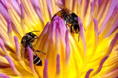 פאזל של דבורים