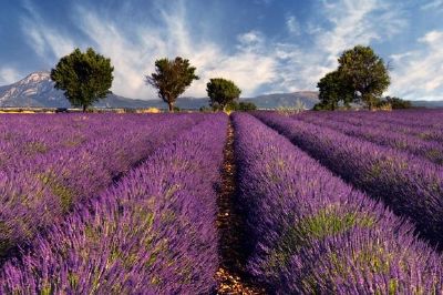 Campo de lavanda