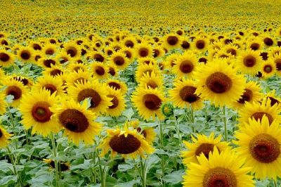 Sunflowers