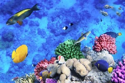 Coral and fish jigsaw puzzle
