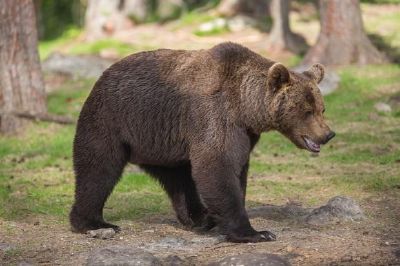 Brown Bear