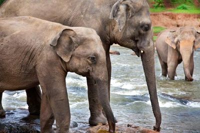 Asian Elephants 