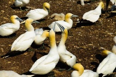 Gannets