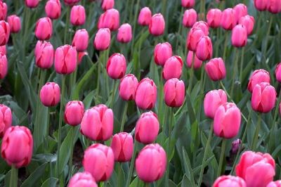 Um campo de tulipas