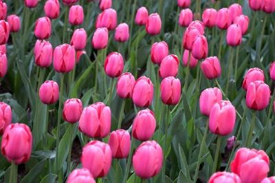 Un campo di tulipani