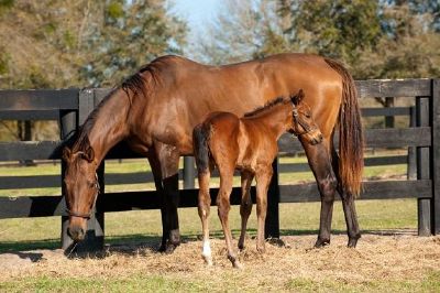 Horses in green pasture