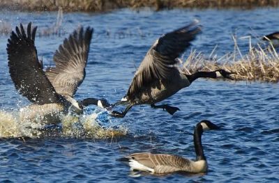 Canada Geese