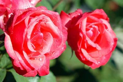 Deux fleurs rouges