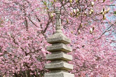 盛開的櫻花樹
