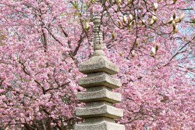 Alberi di ciliegio in fiore