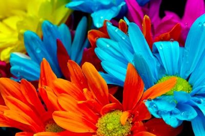 Flores coloridas