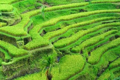Campo de terrazas de arroz, Indonesia