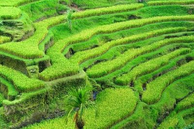 Campo de terraço de arroz, Indonésia