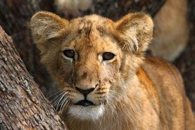 Lion cub jigsaw puzzle