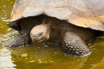 Galapagos sköldpadda