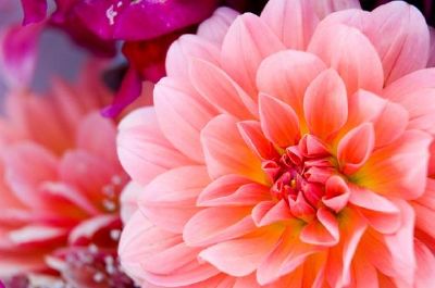 Dahlia jigsaw puzzle