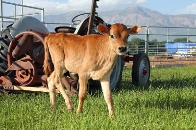 Un bébé vache