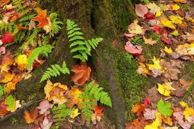 Foglie d'autunno