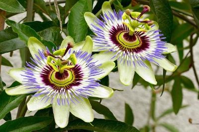 Passionsblume