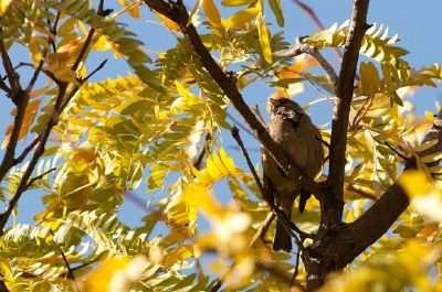 Ein Vogel