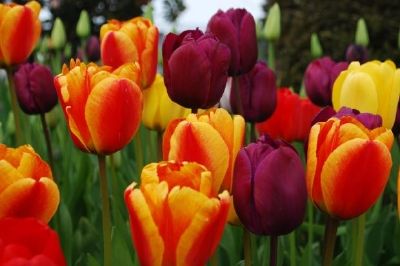 Tulipanes de colores