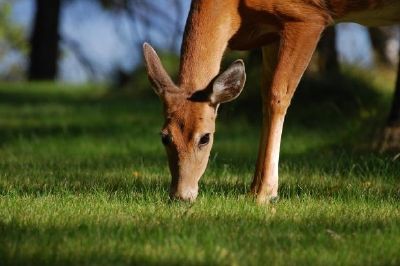 Cerf brun