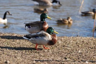 Ducks in the Pond