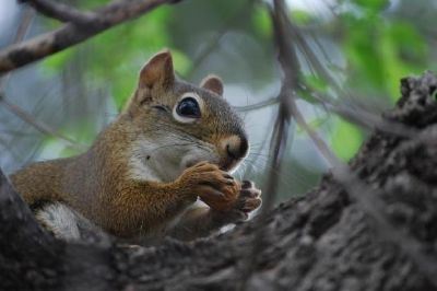 A Squirrel jigsaw puzzle